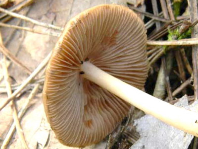 Altri ritrovameti  del 22.03.2011